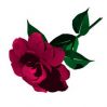3D модель розы